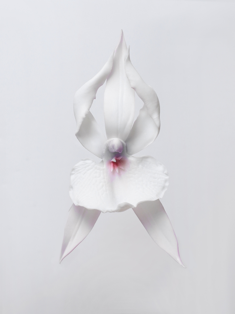 Ballerina orchid earrings