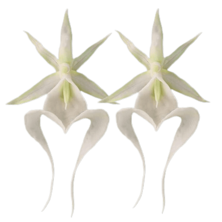 Ghost orchid earrings