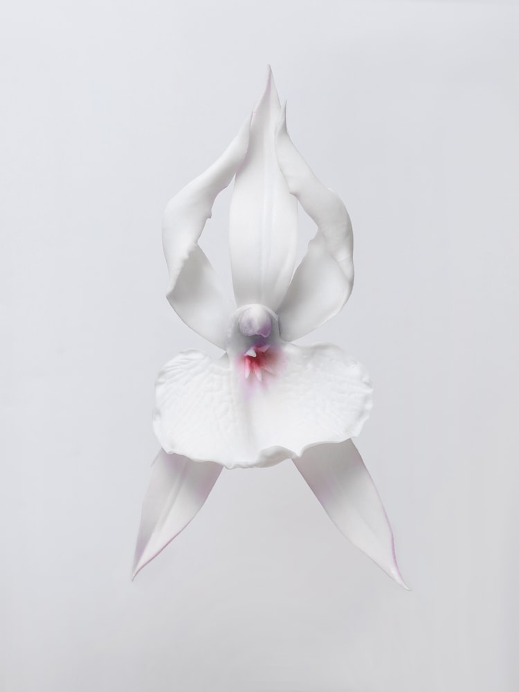 Ballerina orchid earrings