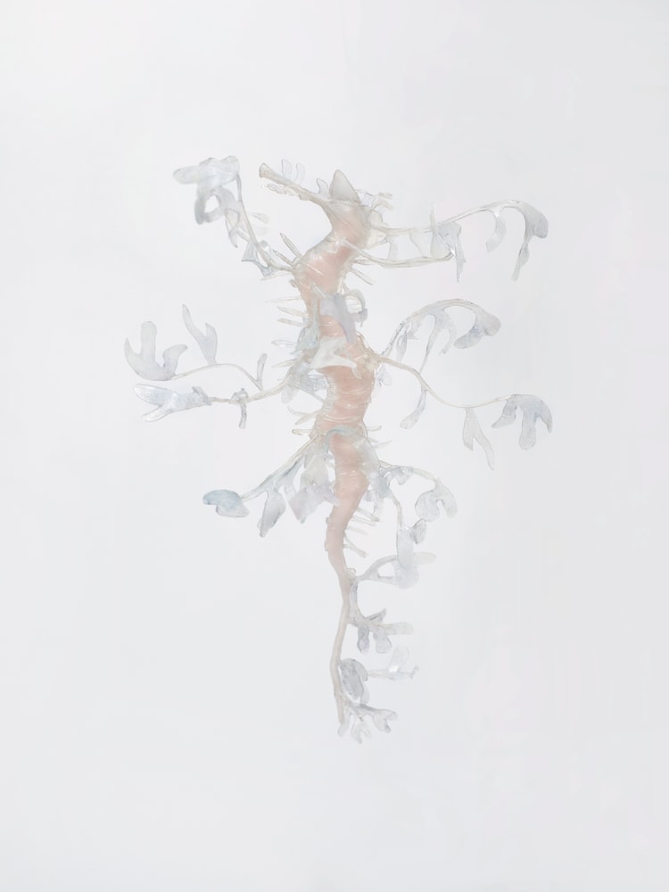 Seadragon glowing in the dark